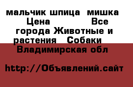 мальчик шпица (мишка) › Цена ­ 55 000 - Все города Животные и растения » Собаки   . Владимирская обл.